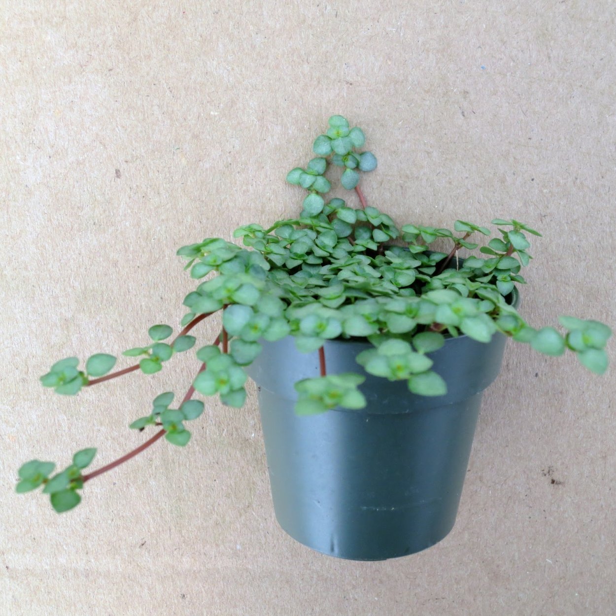 Пилея Микрофилла