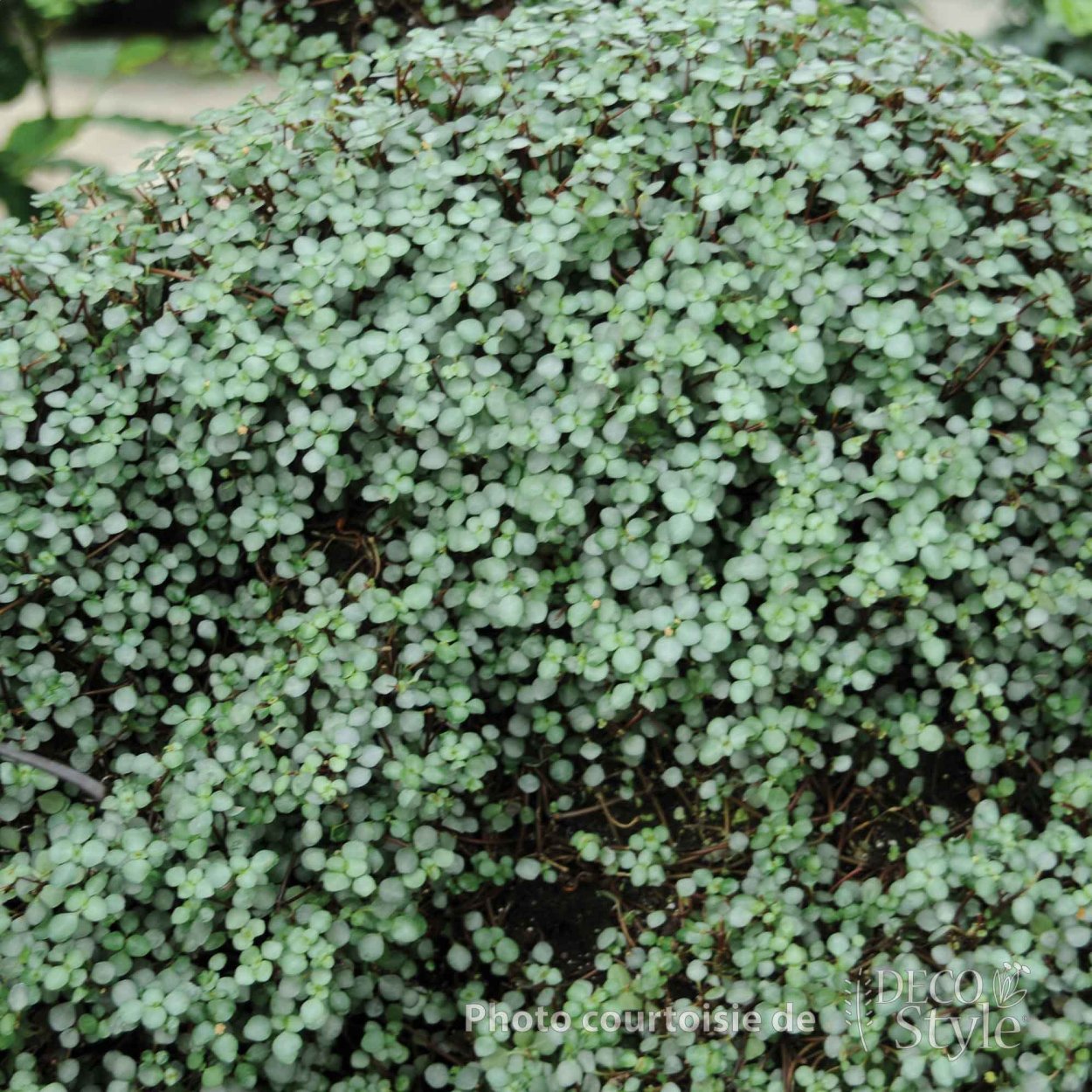 Пилея Глаукофилла