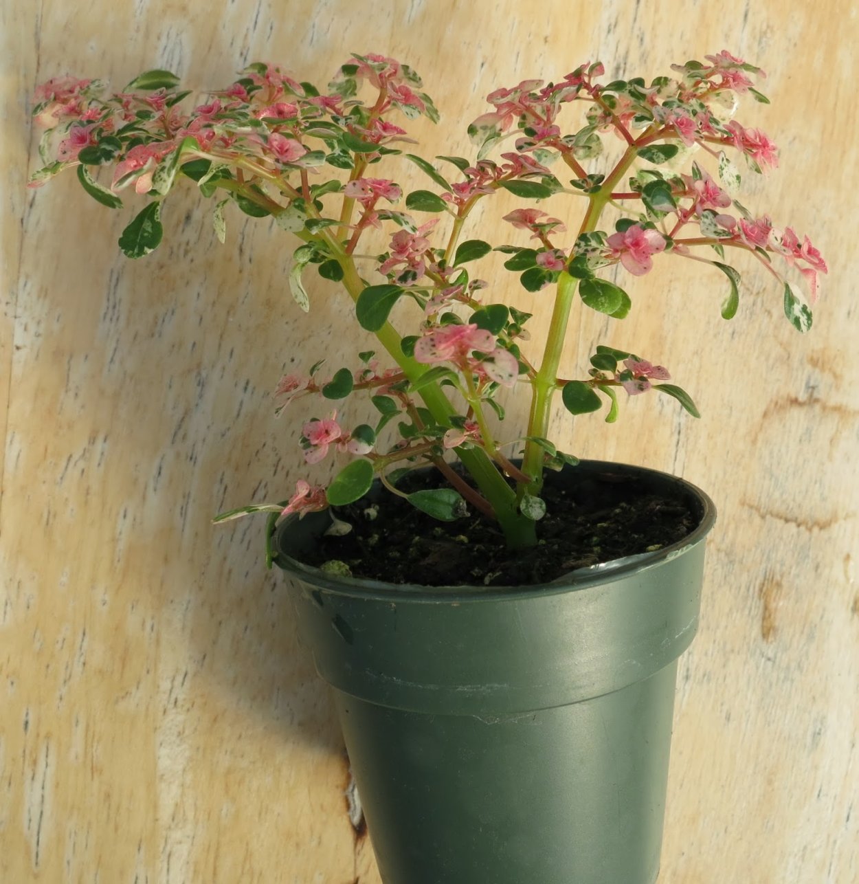 Пилея мелколистная