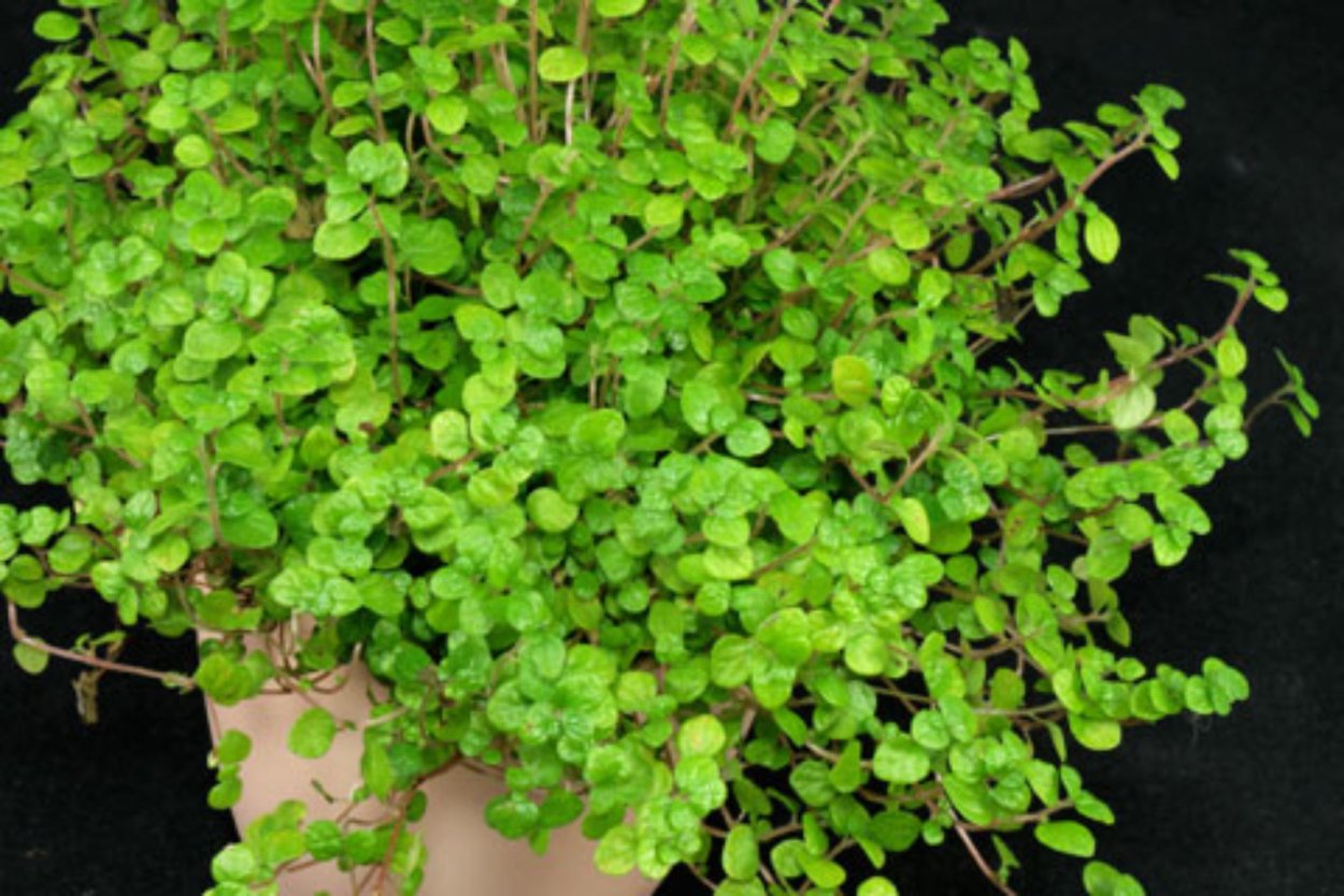 Плектрантус зеленлисьный