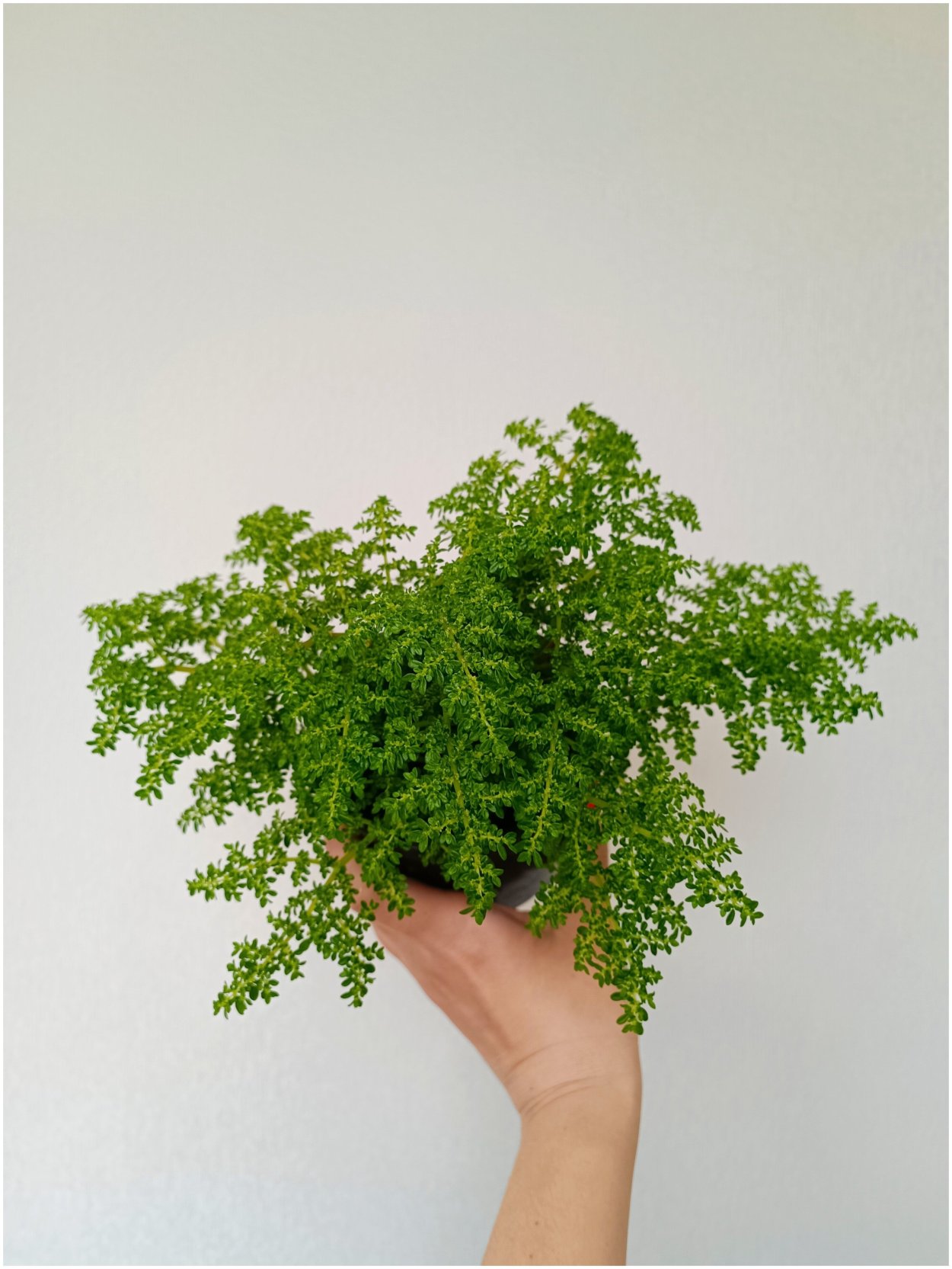 Пилея Микрофилла