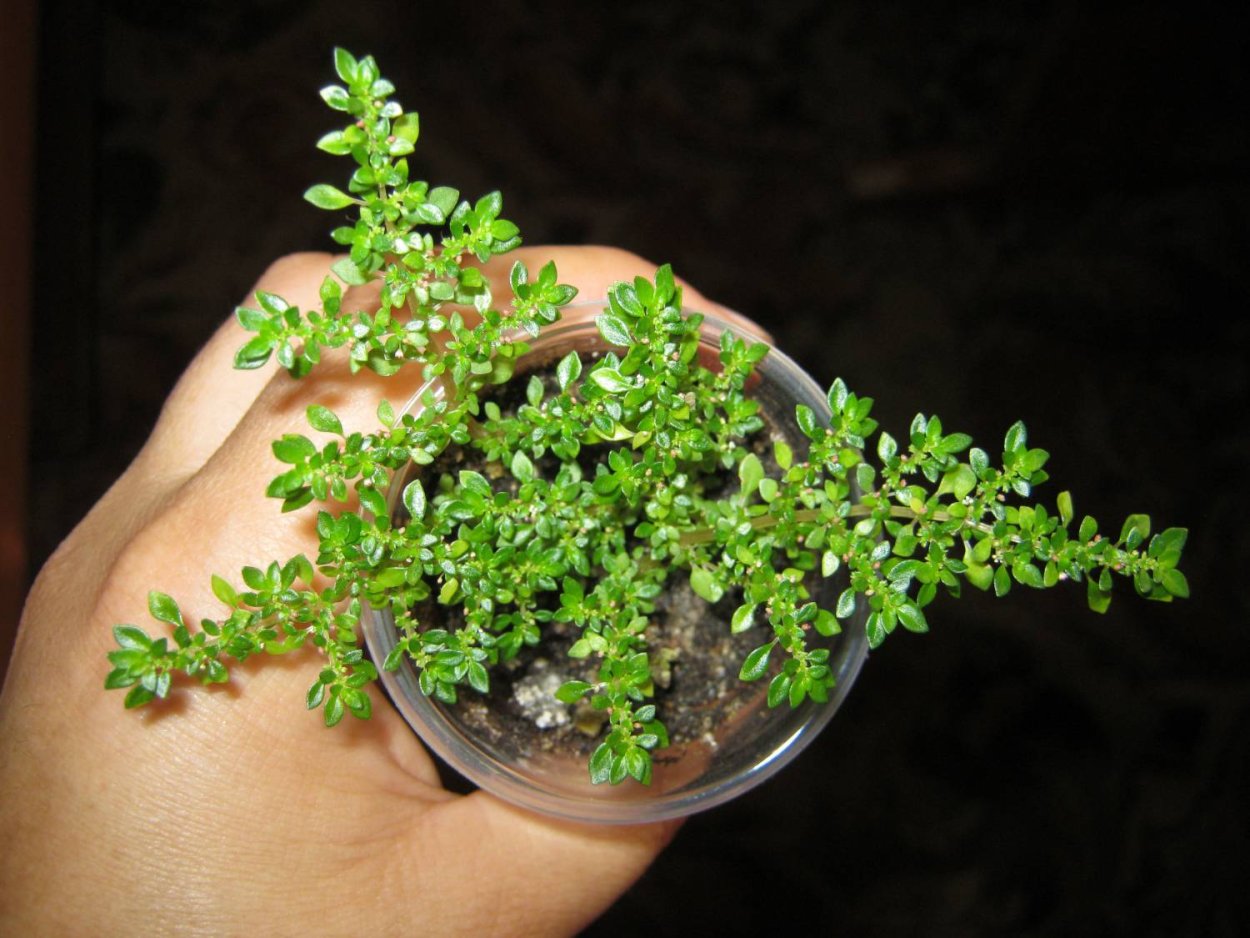 Пилея мелколистная цветение