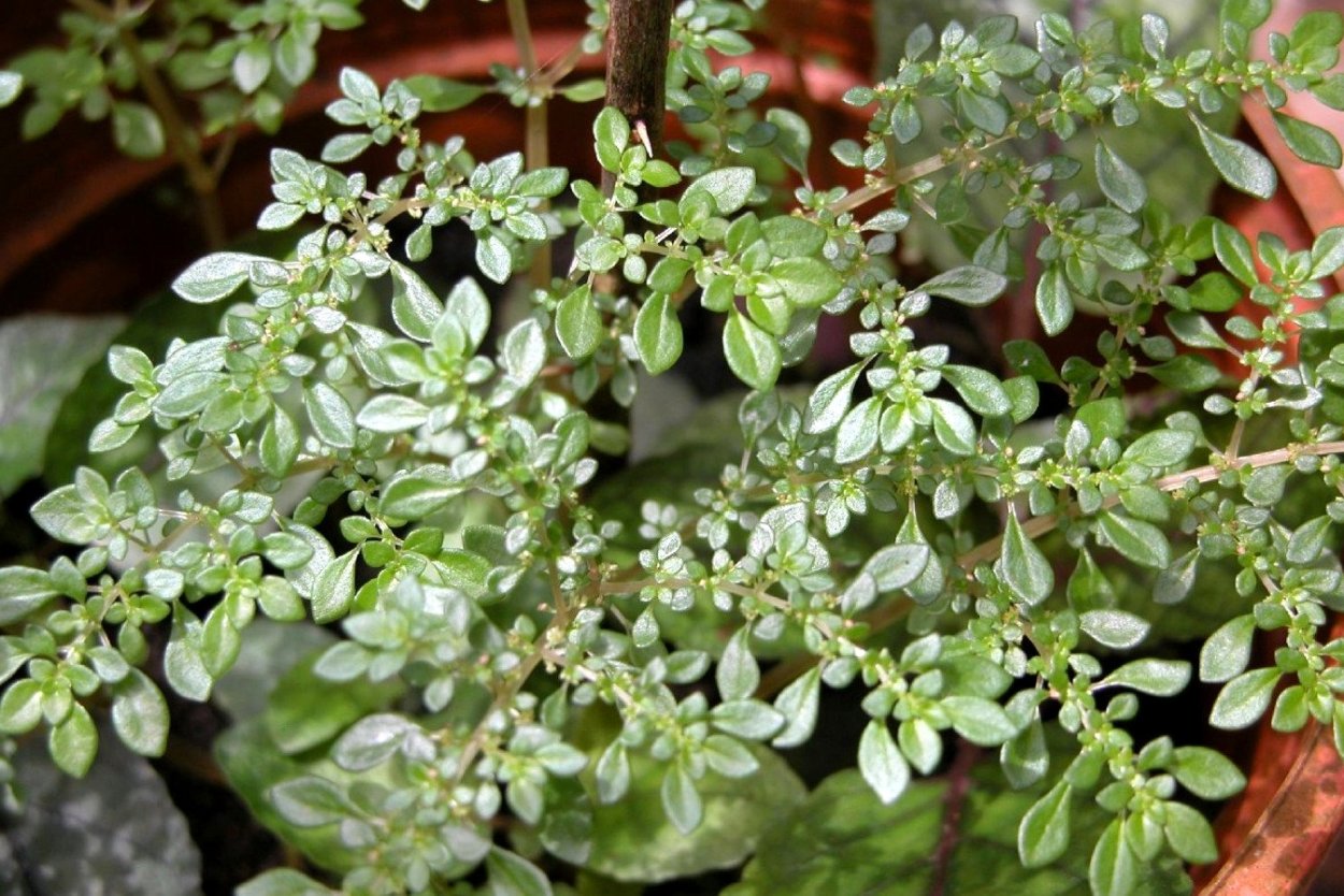 Пилея ползучая