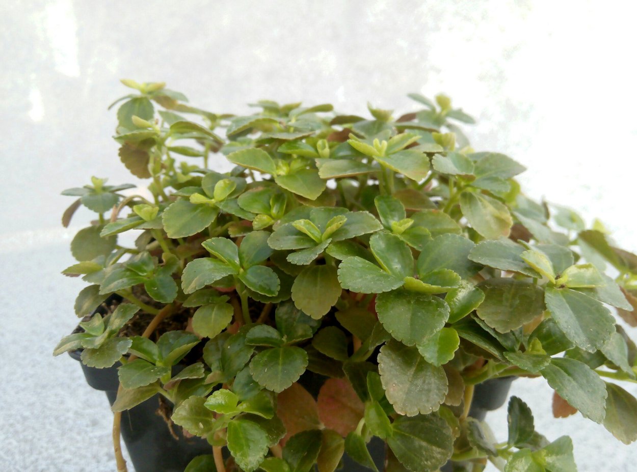 Пилея сизая Ливанская