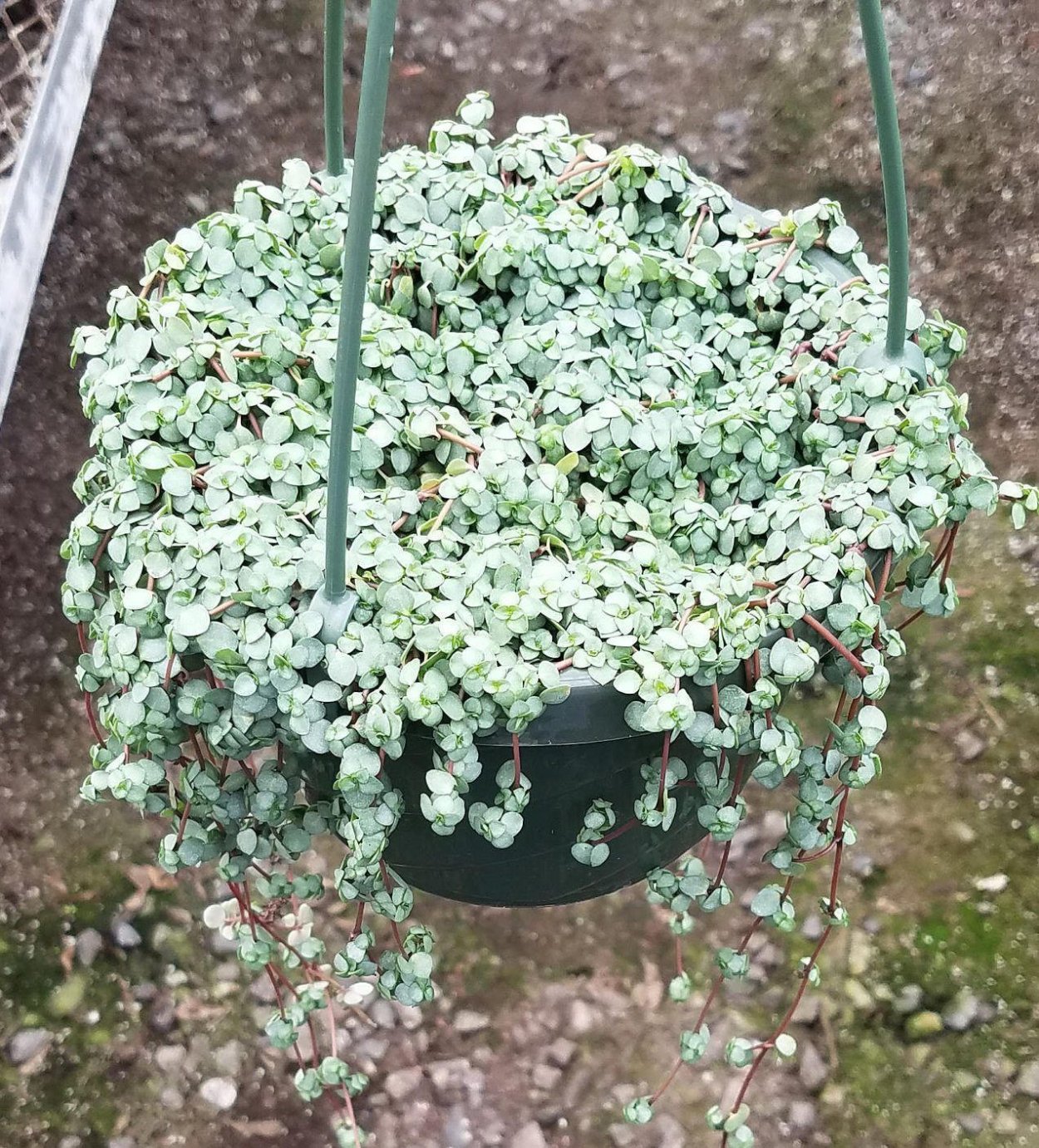 Пилея мелколистная " брызги шампанского"