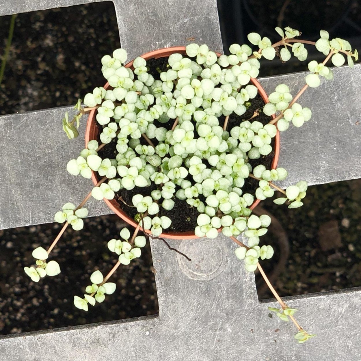 Пилея Глаукофилла