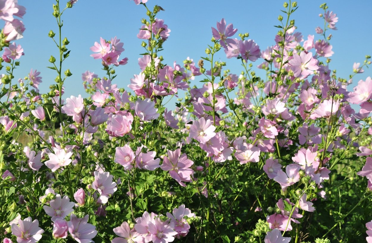 Мальва мускусная роза