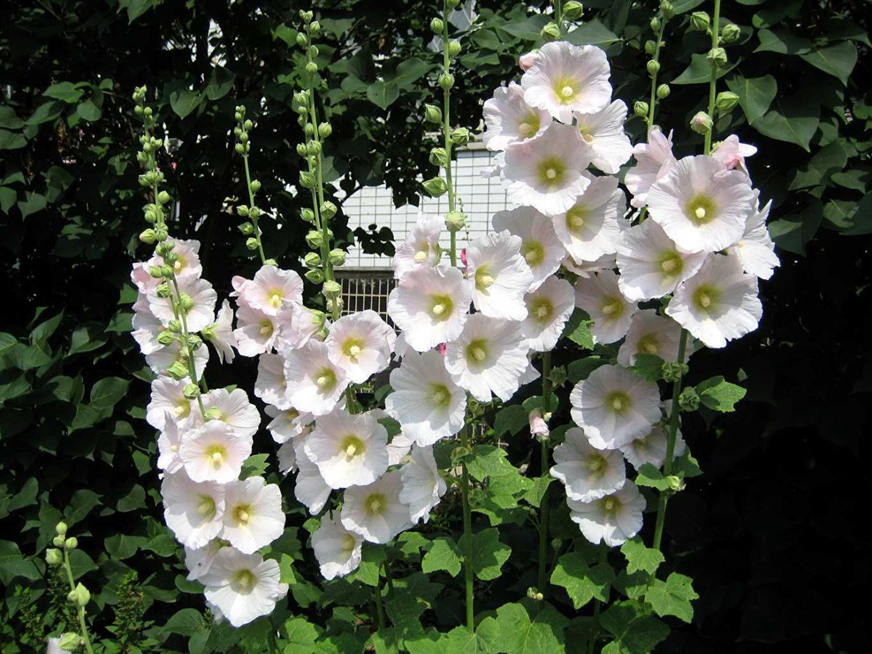 Мальва цветок белая