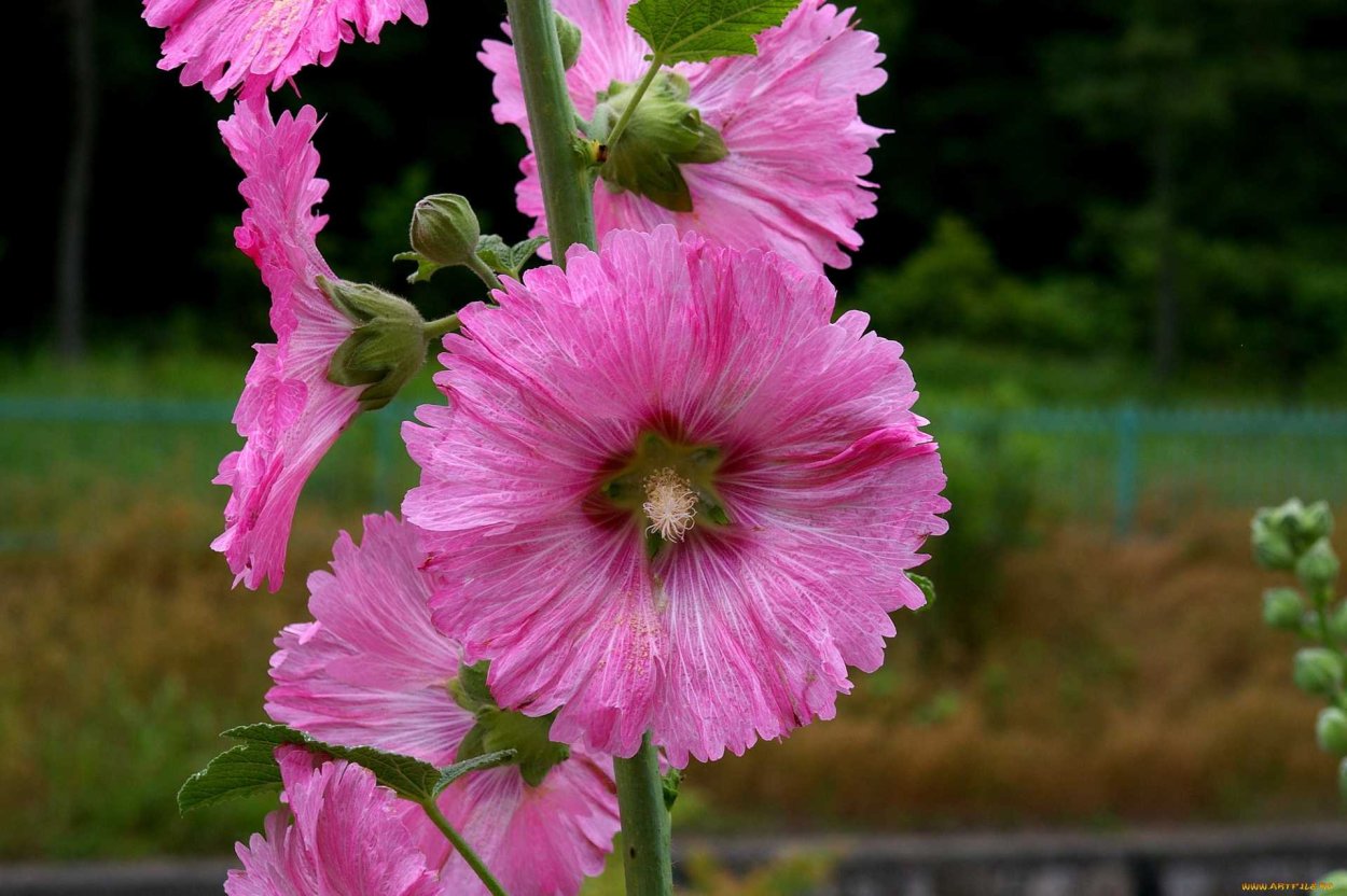 Цветы Мальва просвирник