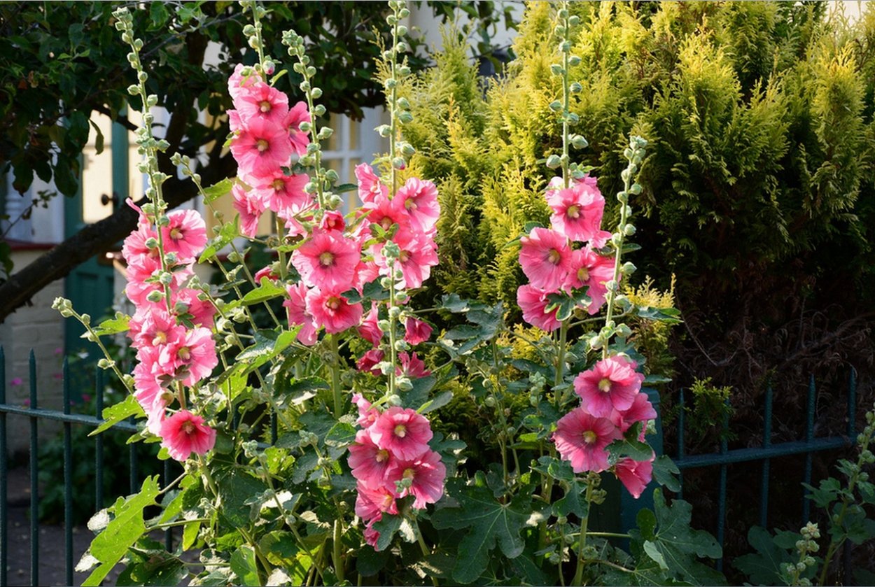 Мальва неприхотливая