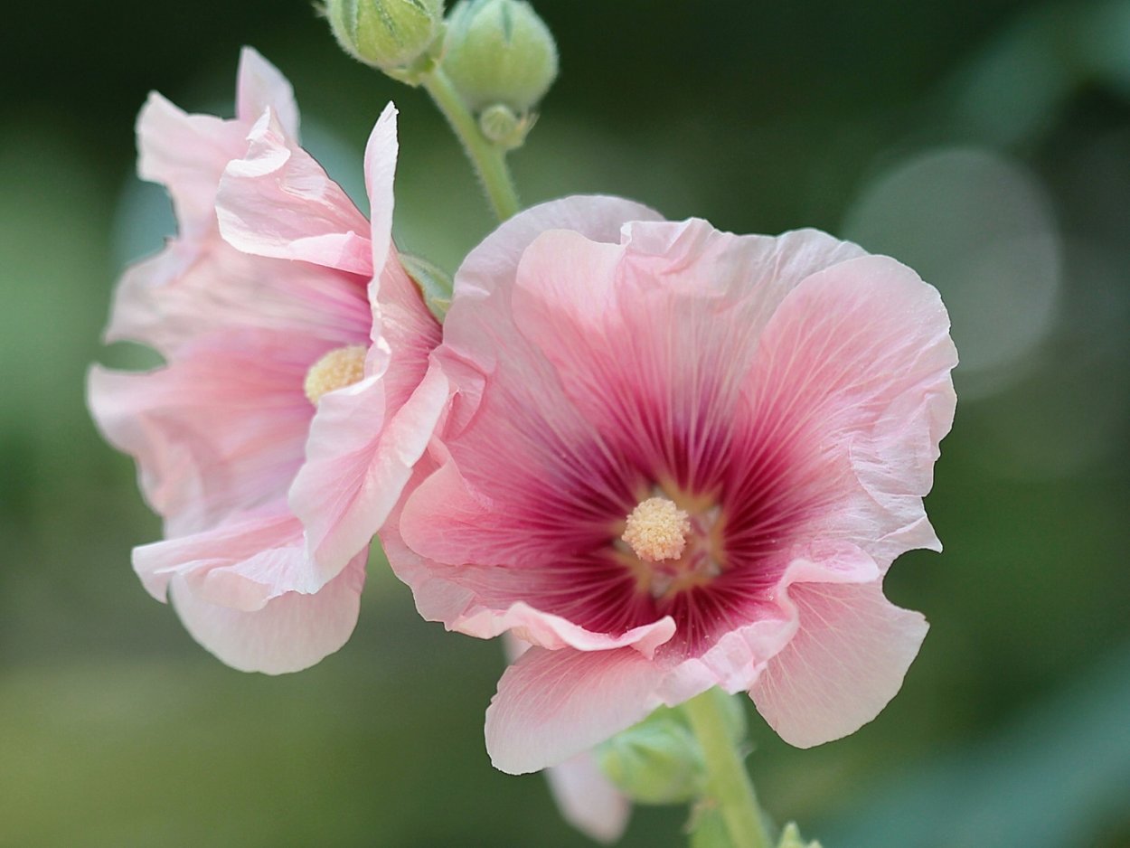 Мальва (шток-роза, просвирник)