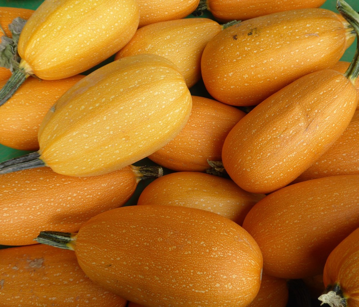 Тыква кустовая оранжевая