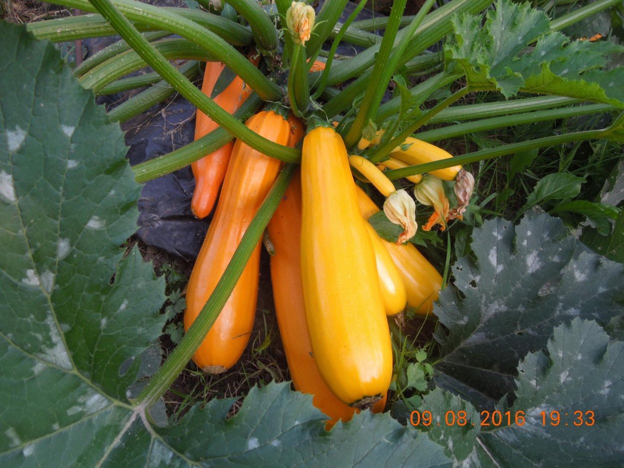 Цукини цукини