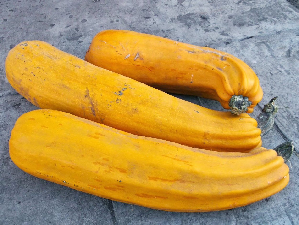 Семена кабачок Казанова f1