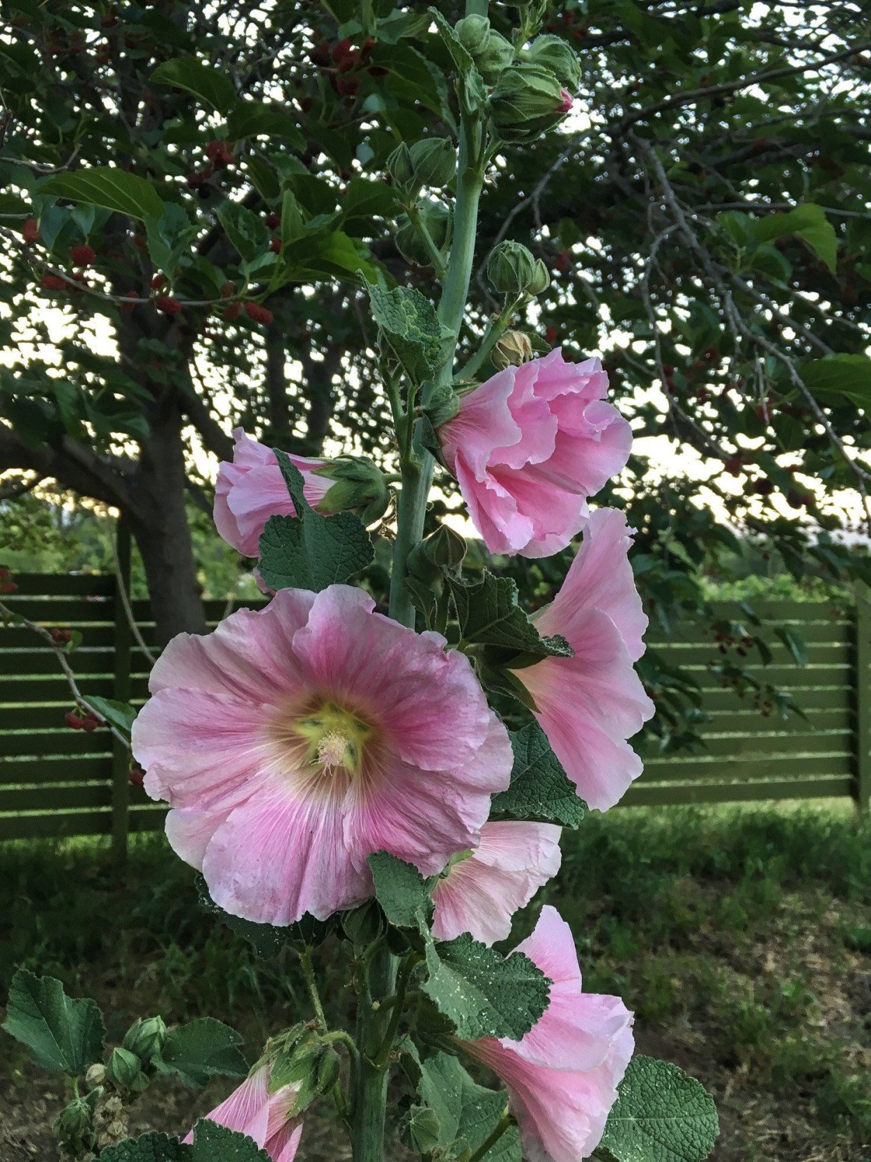 Мальва кустовая