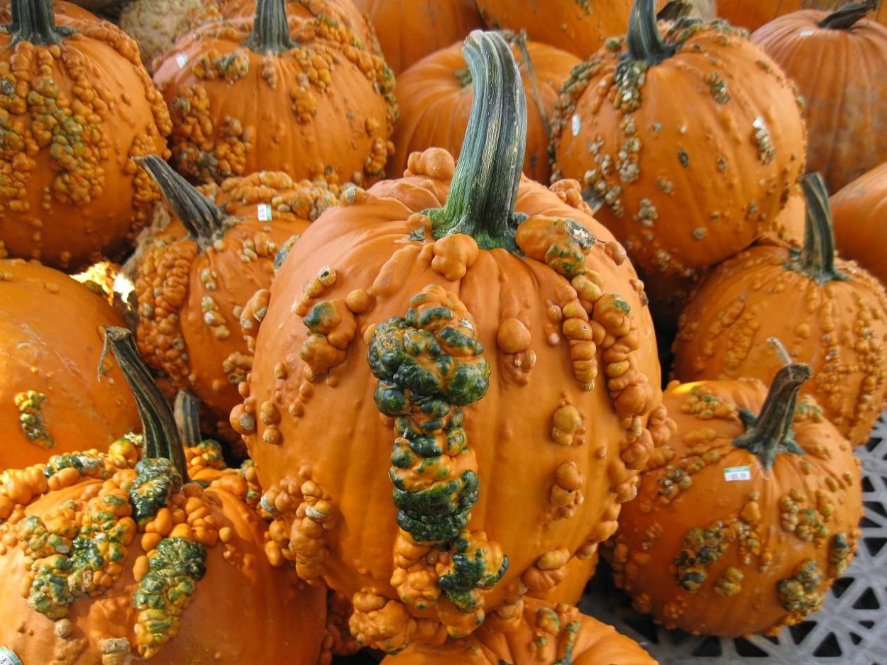 Оранжевая Squash