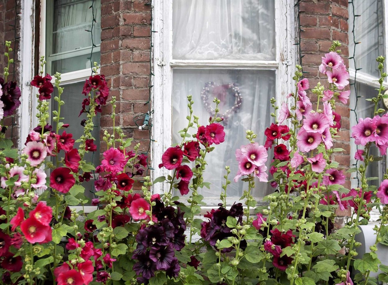 Растение Мальва многолетняя