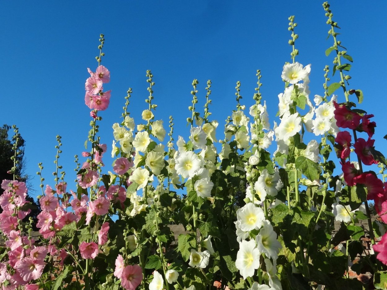 Мальва Alcea altissima