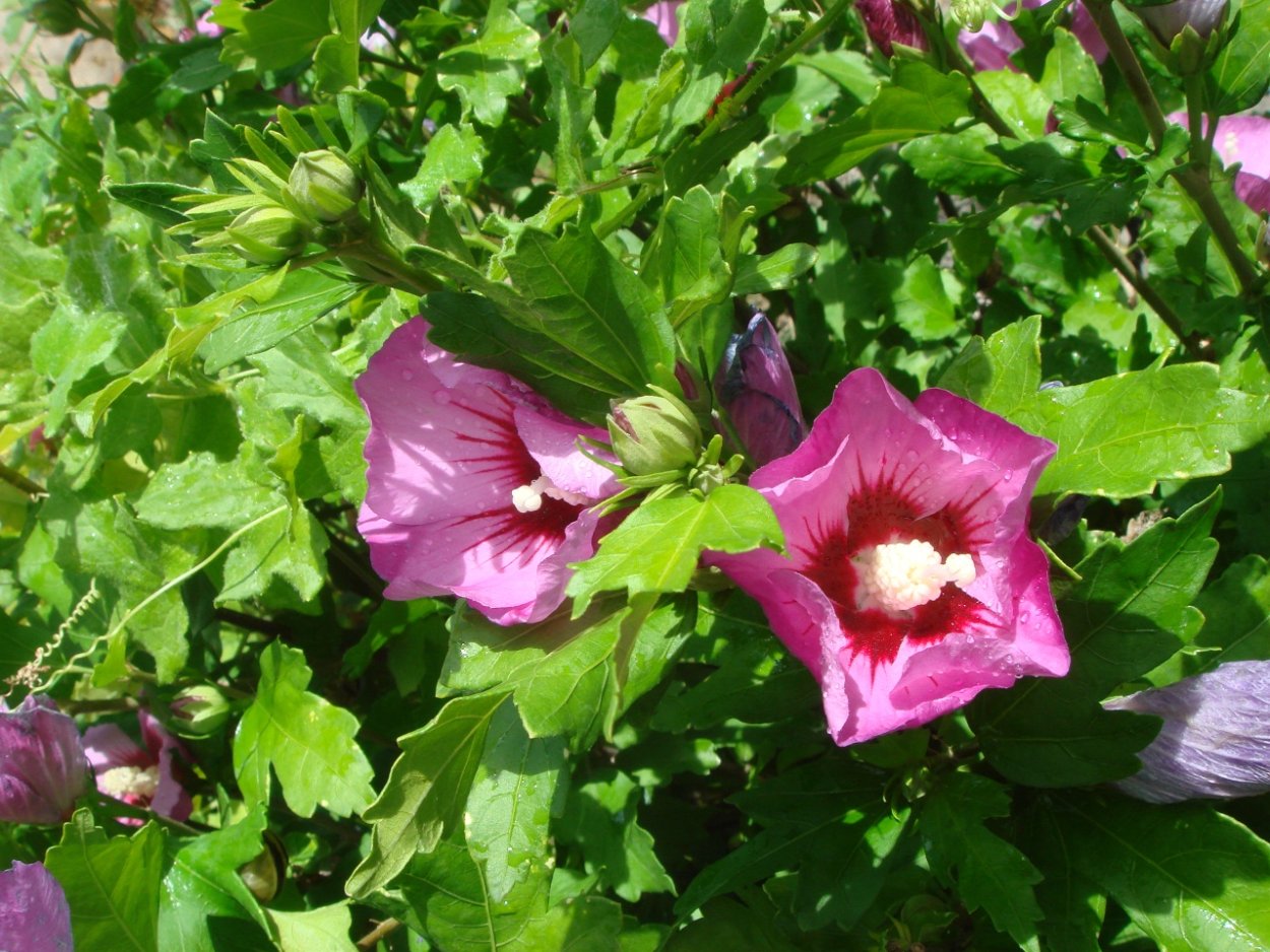 Мальва древовидная многолетняя