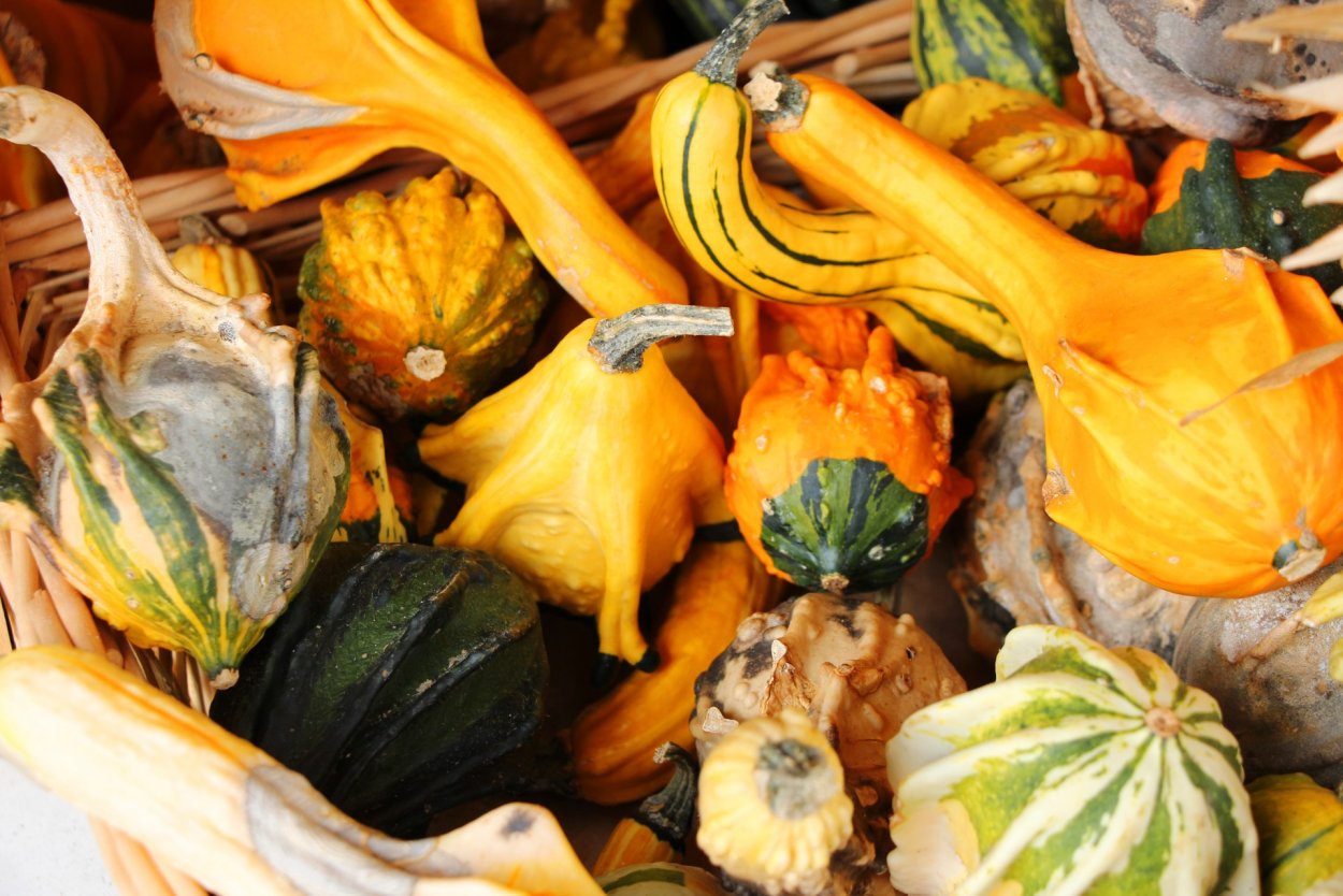 Кабачок с оранжевой мякотью