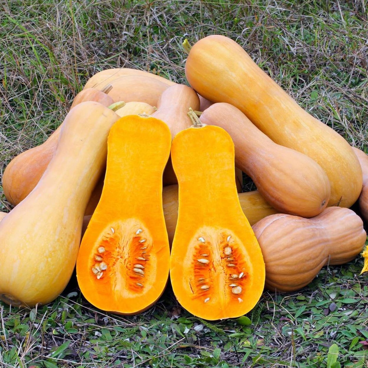 Butternut Squash-мускатная тыква