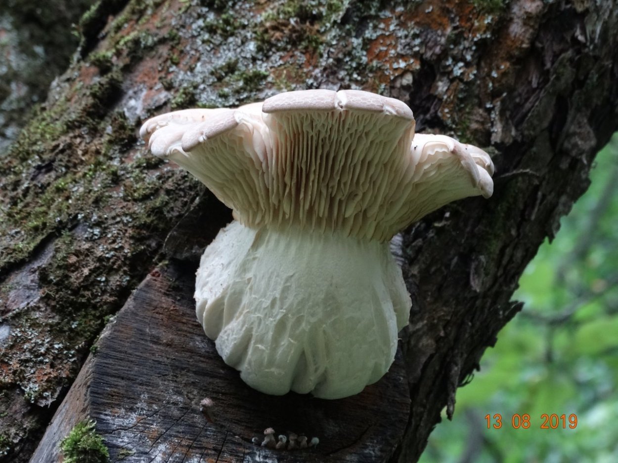 Вешенка ильмовая