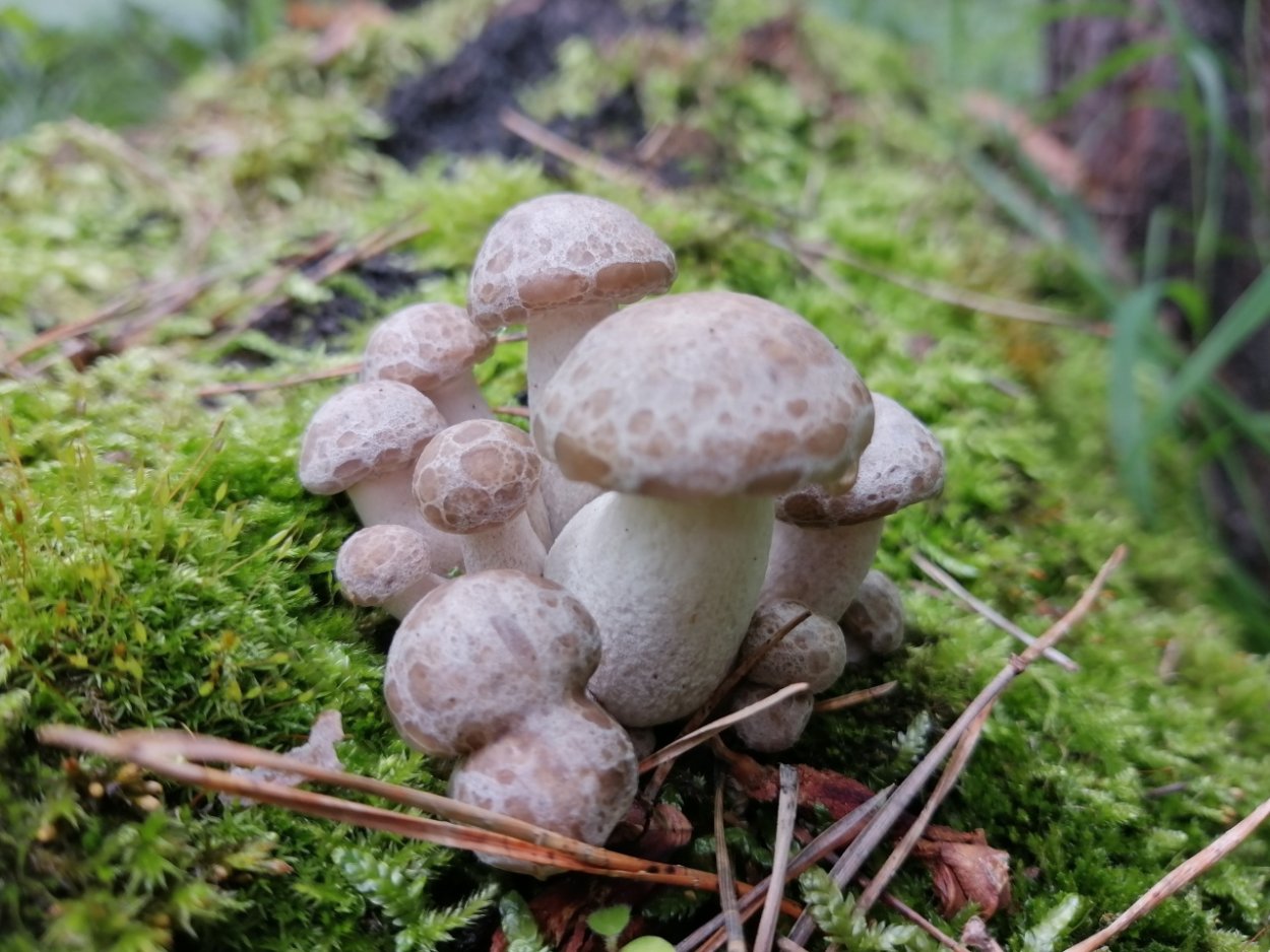 Hypsizygus tessulatus