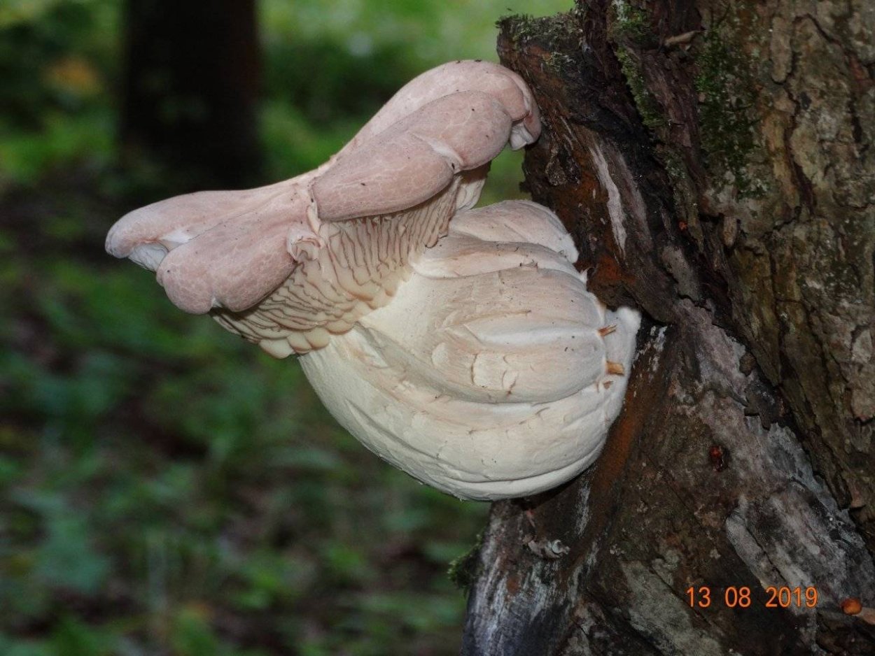 Вешенка или лиофиллум