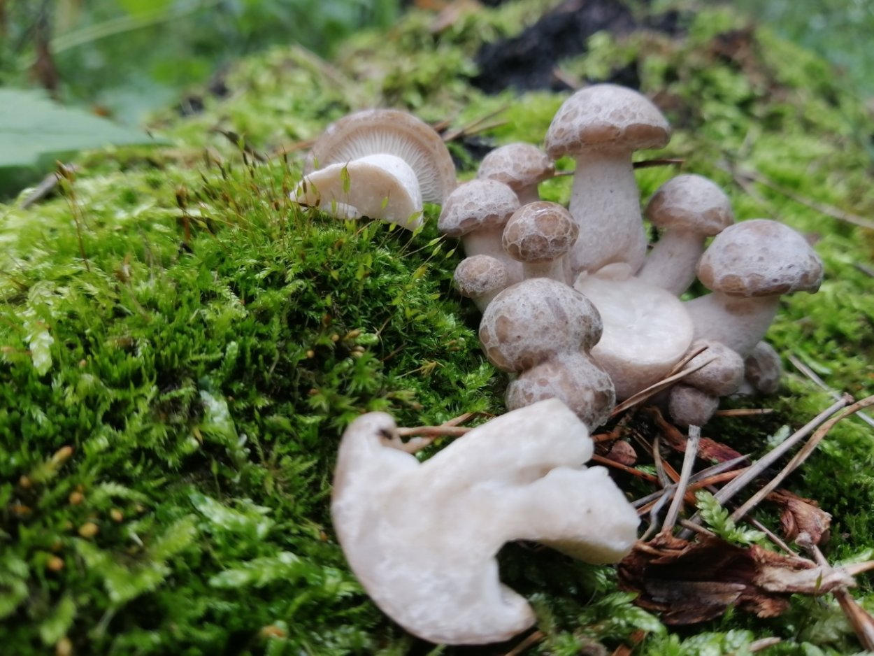 Эпибазидия и гипобазидия