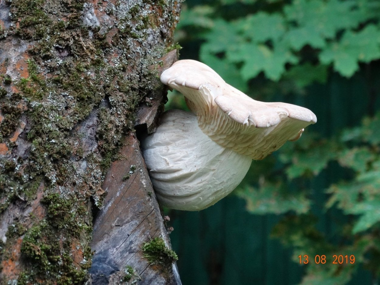 Гипсизигус ильмовый