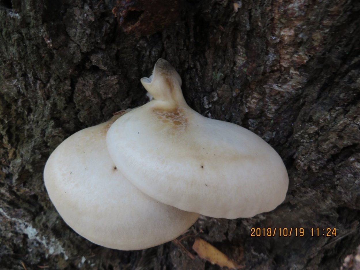 Вешенка ильмовая (ильмовый гриб)