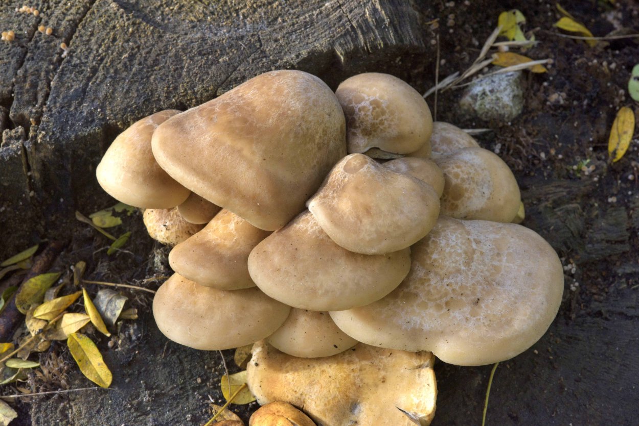 Лиофиллум дымчато-серый