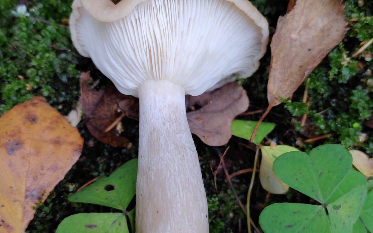 Вешенка ильмовая (ильмовый гриб)