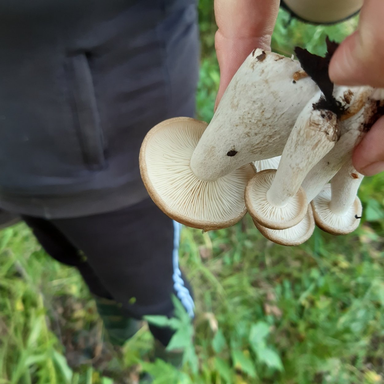 Hypsizygus tessulatus в России