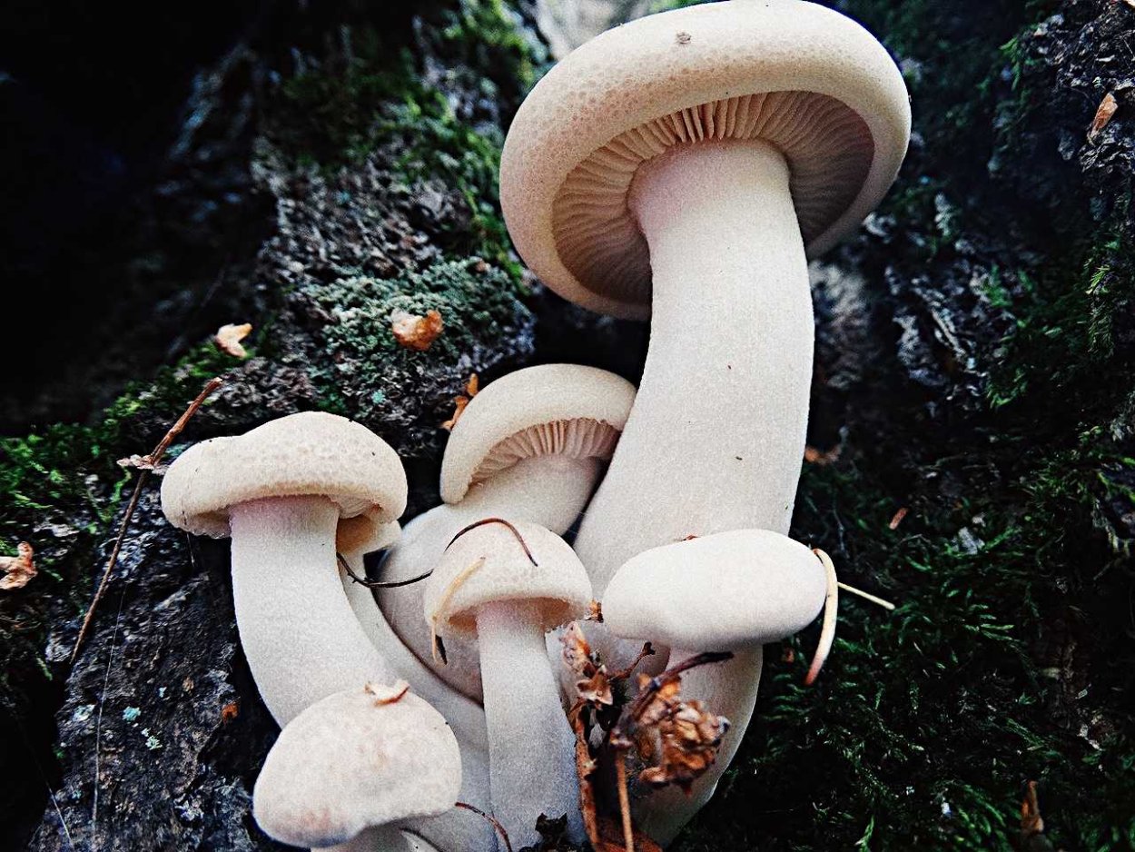 Лиофиллум (Гипсизигус) ильмовый