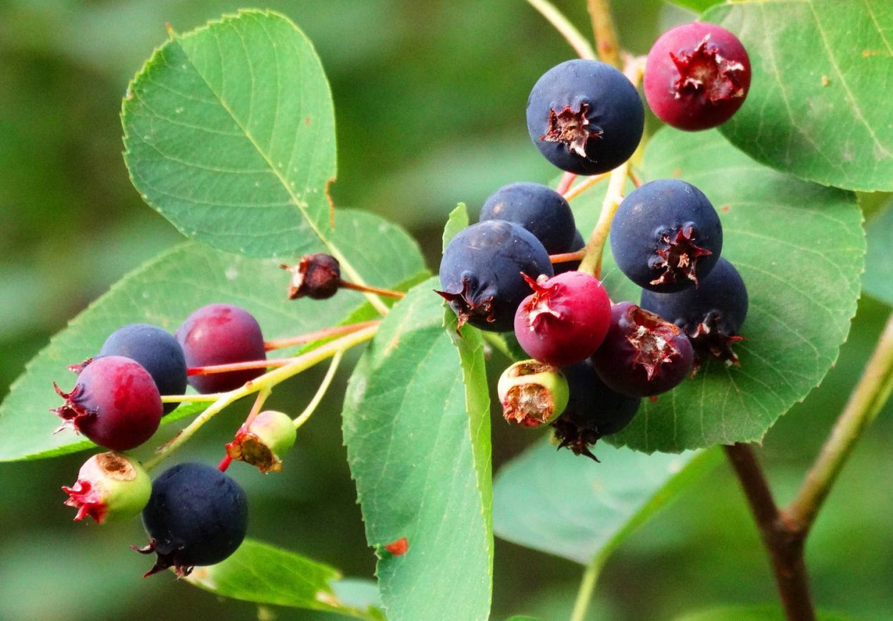 Ирга ягода куст