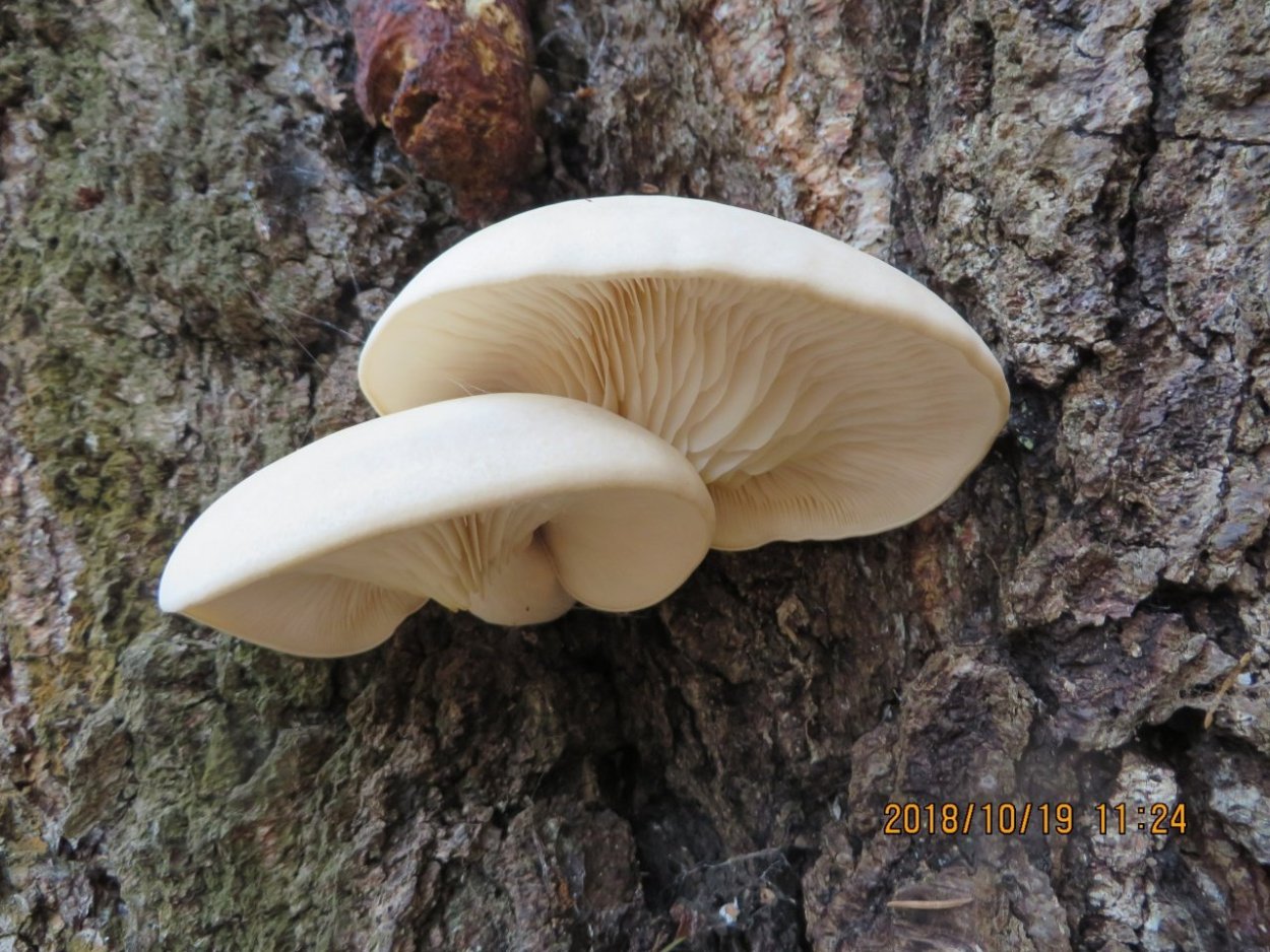 Вешенка ильмовая Hypsizygus ulmarius