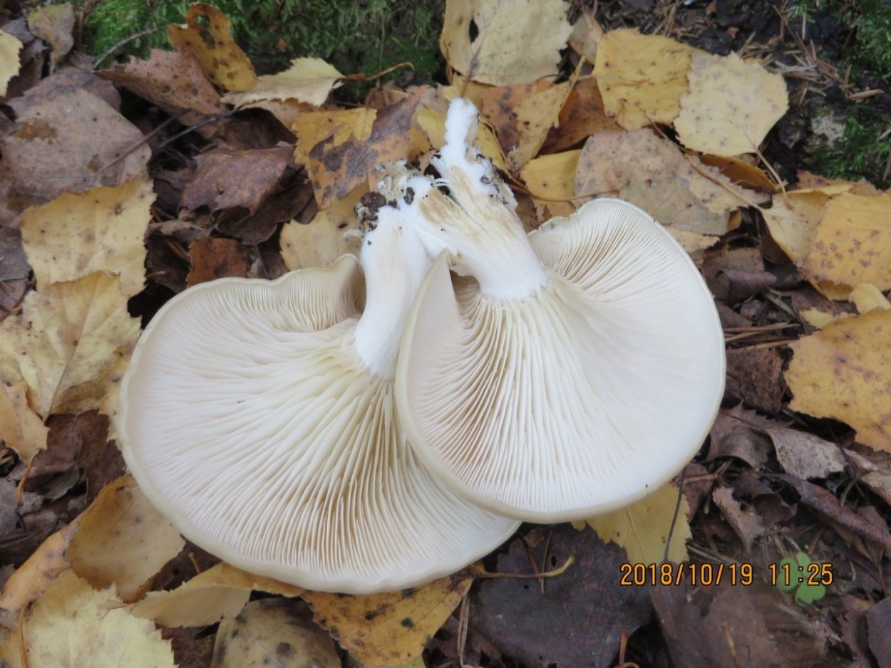 Вешенка ильмовая (ильмовый гриб)