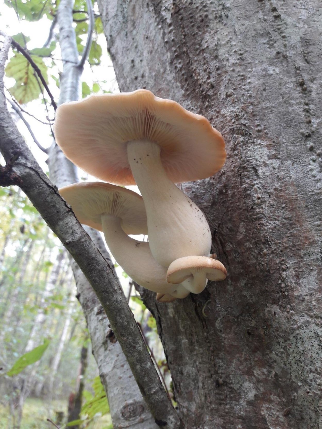 Вешенка ильмовая (ильмовый гриб)