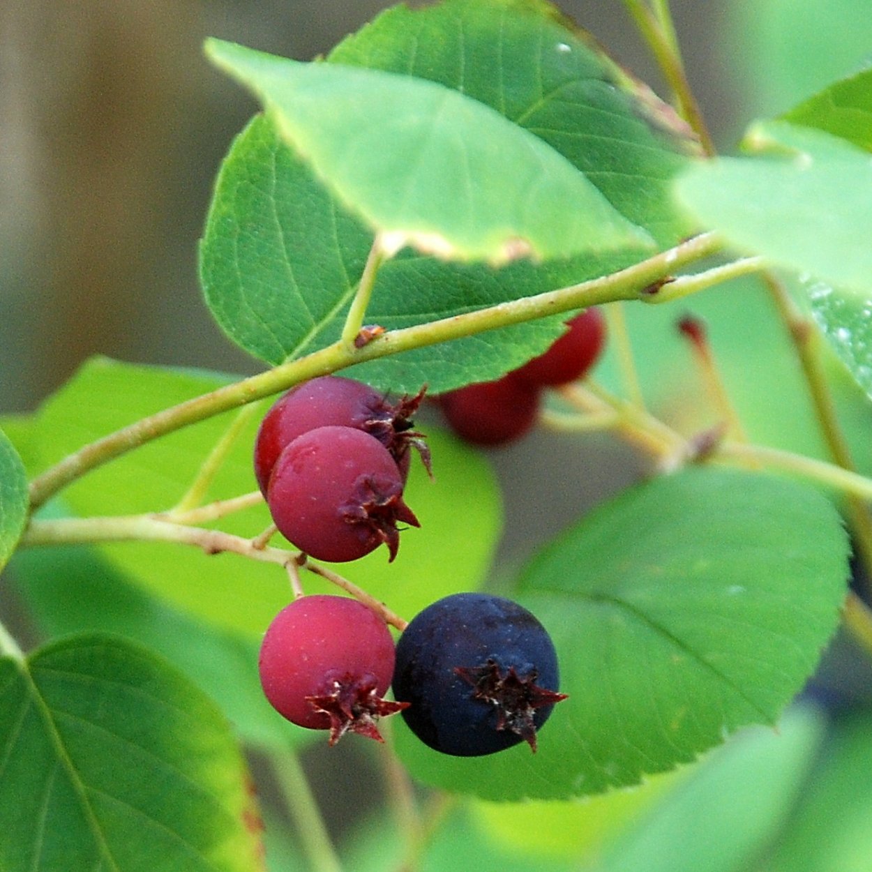 Кашмала ягода