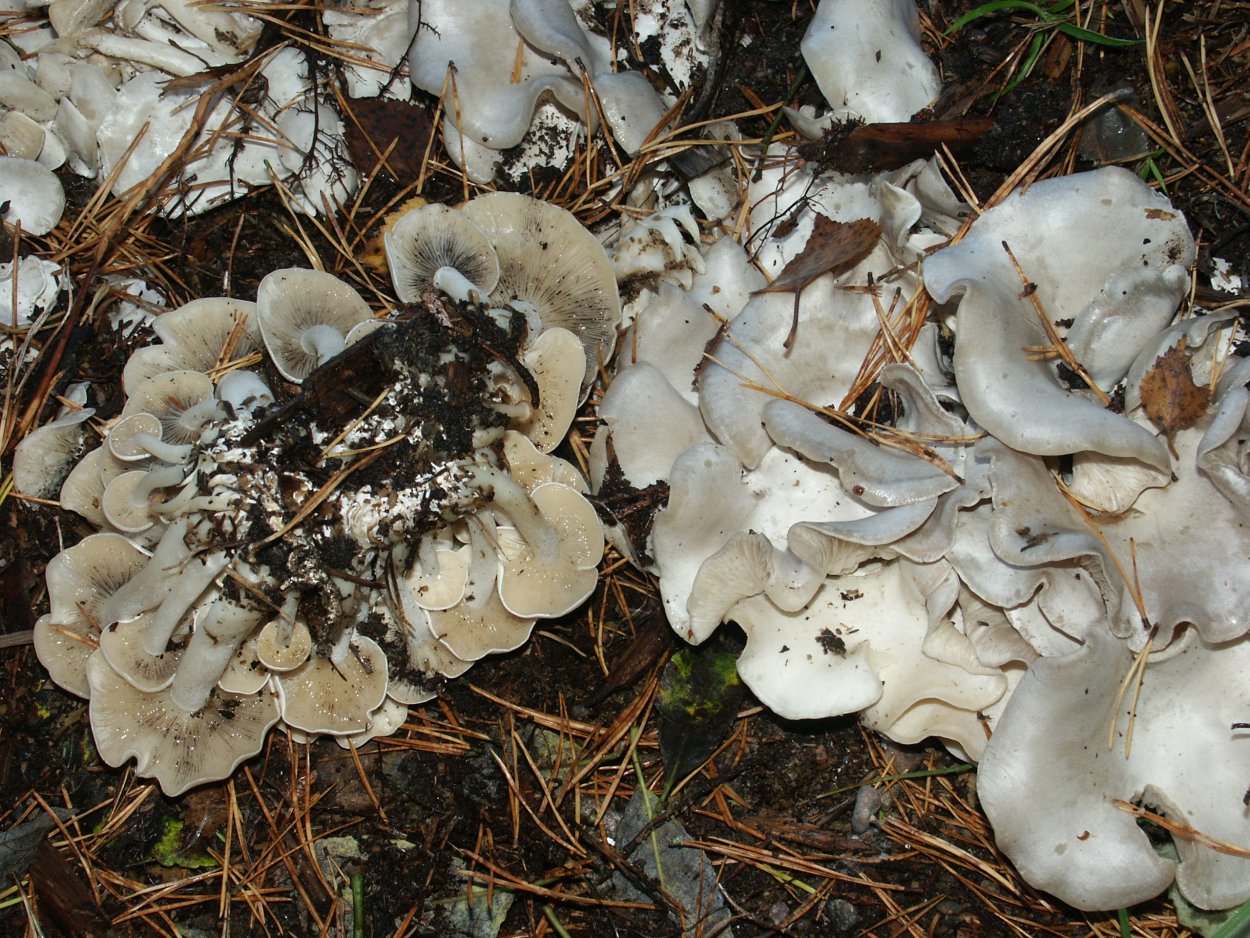 Симэдзи грибы