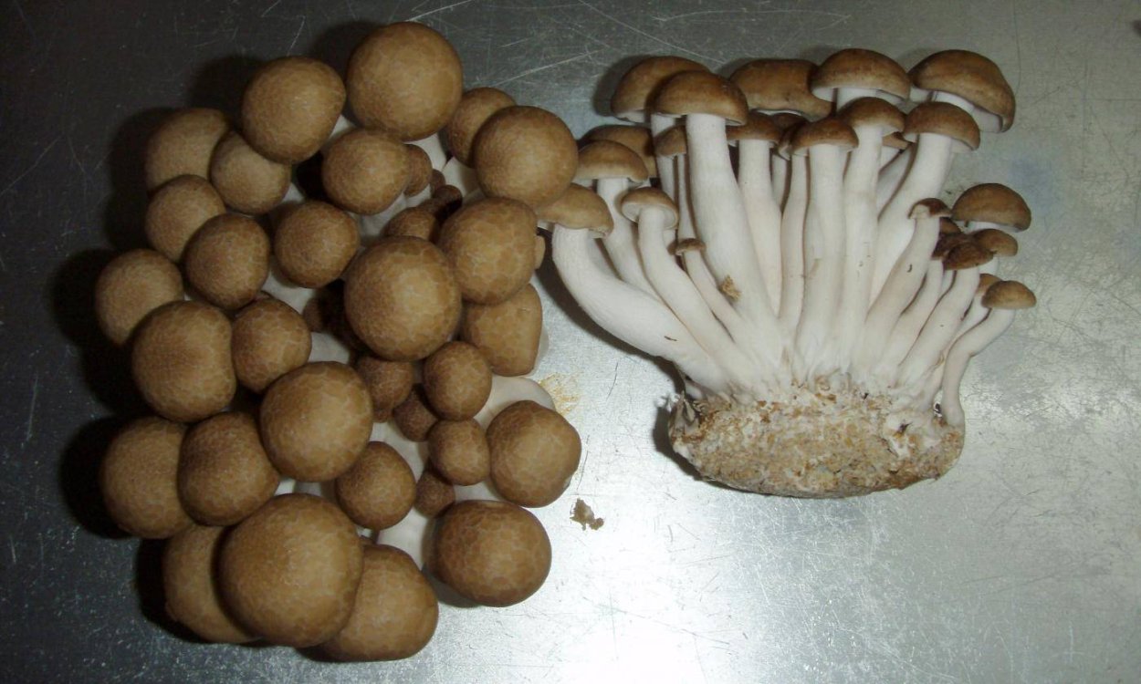 Гипсизигус шахматный