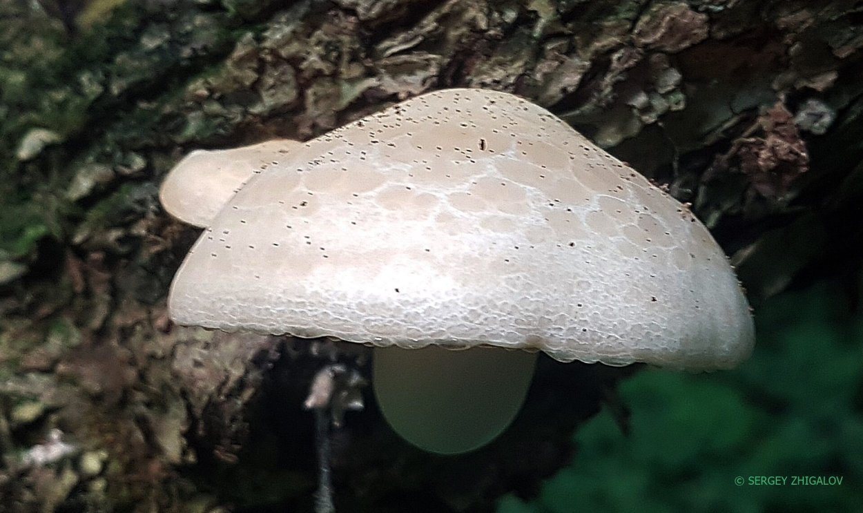 Hypsizygus ulmarius выращивание в банках