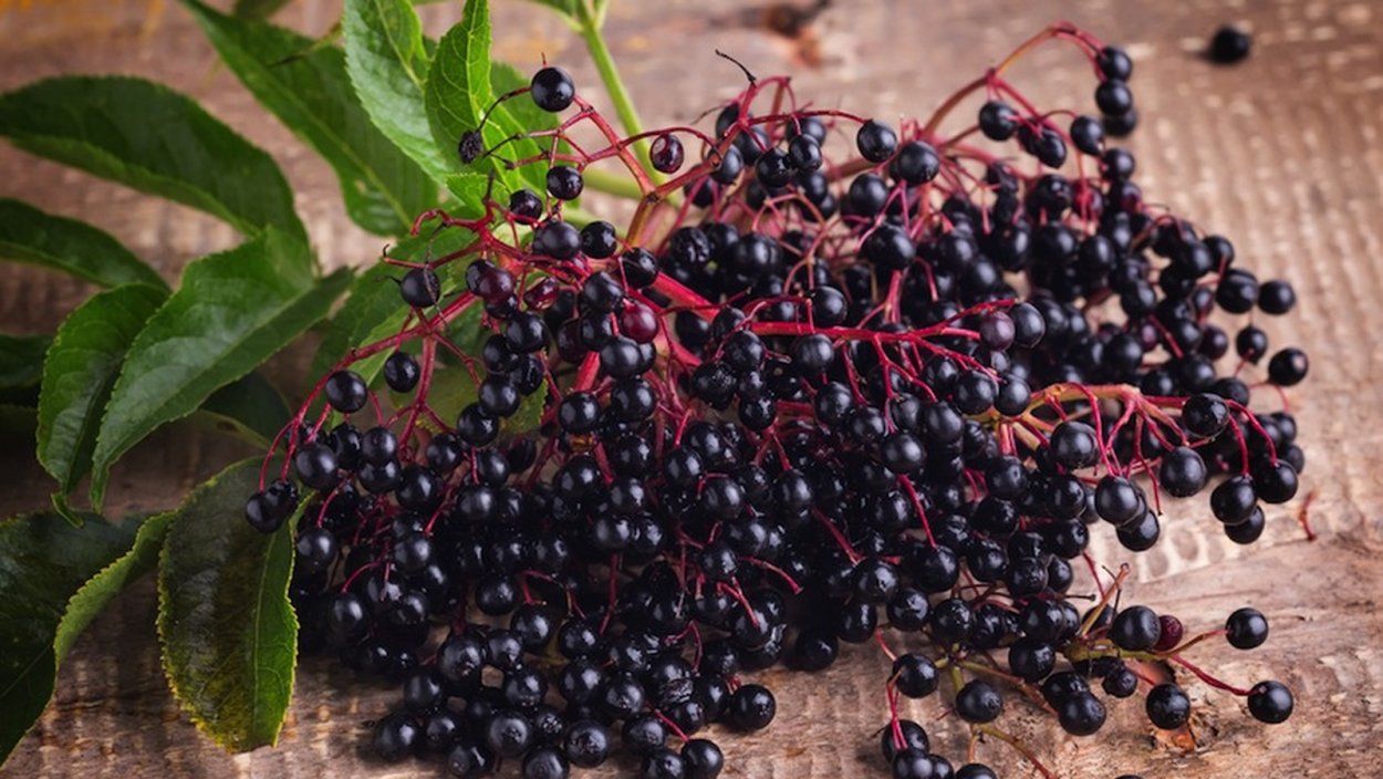 Ягоды черной бузины