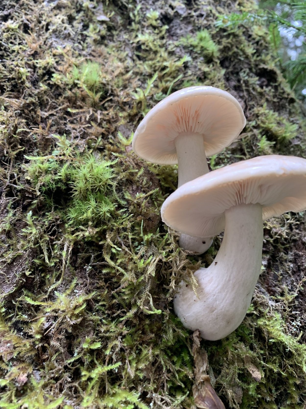 Вешенка ильмовая Hypsizygus ulmarius