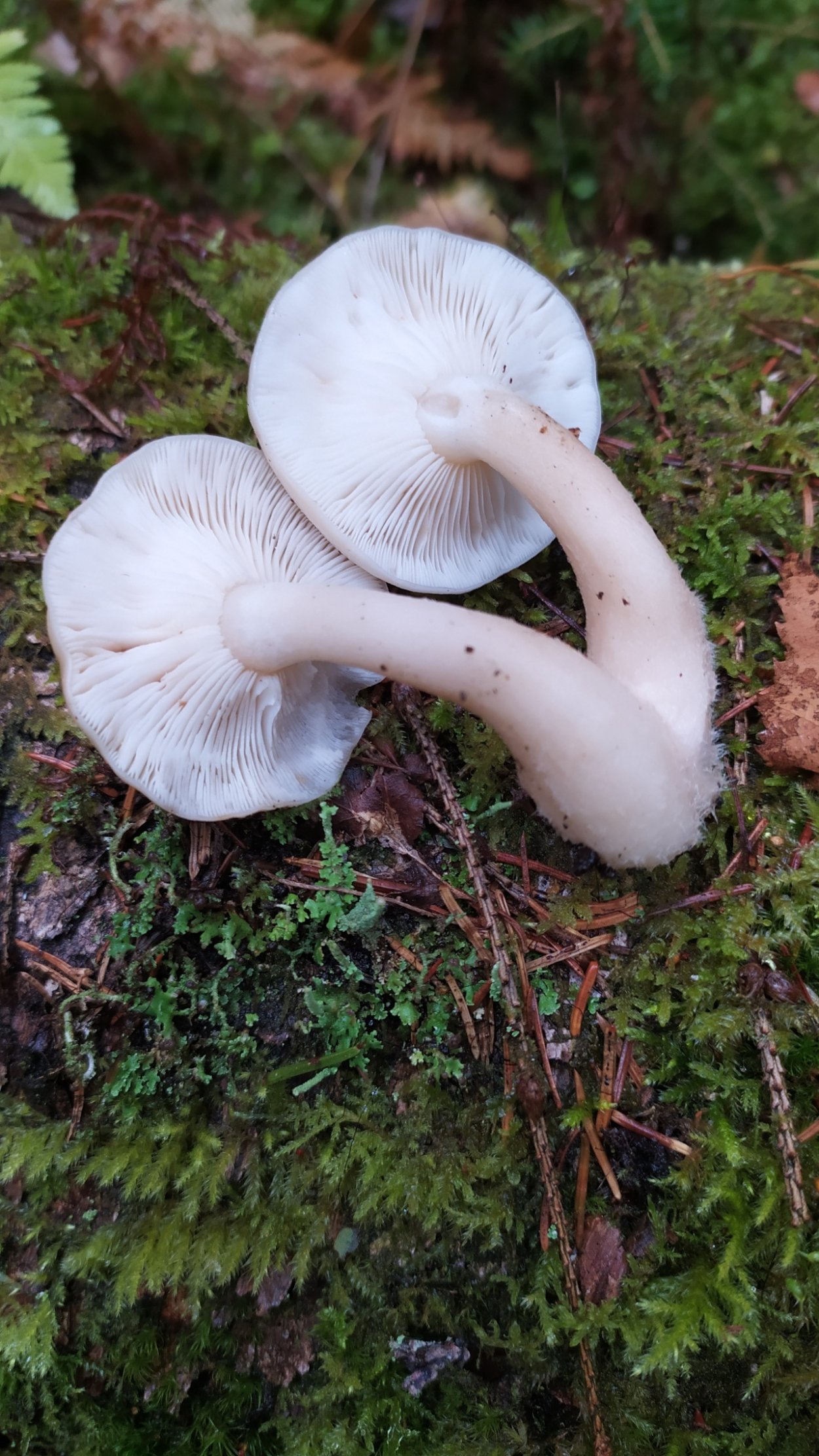 Гипсизигус ильмовый Hypsizygus ulmarius