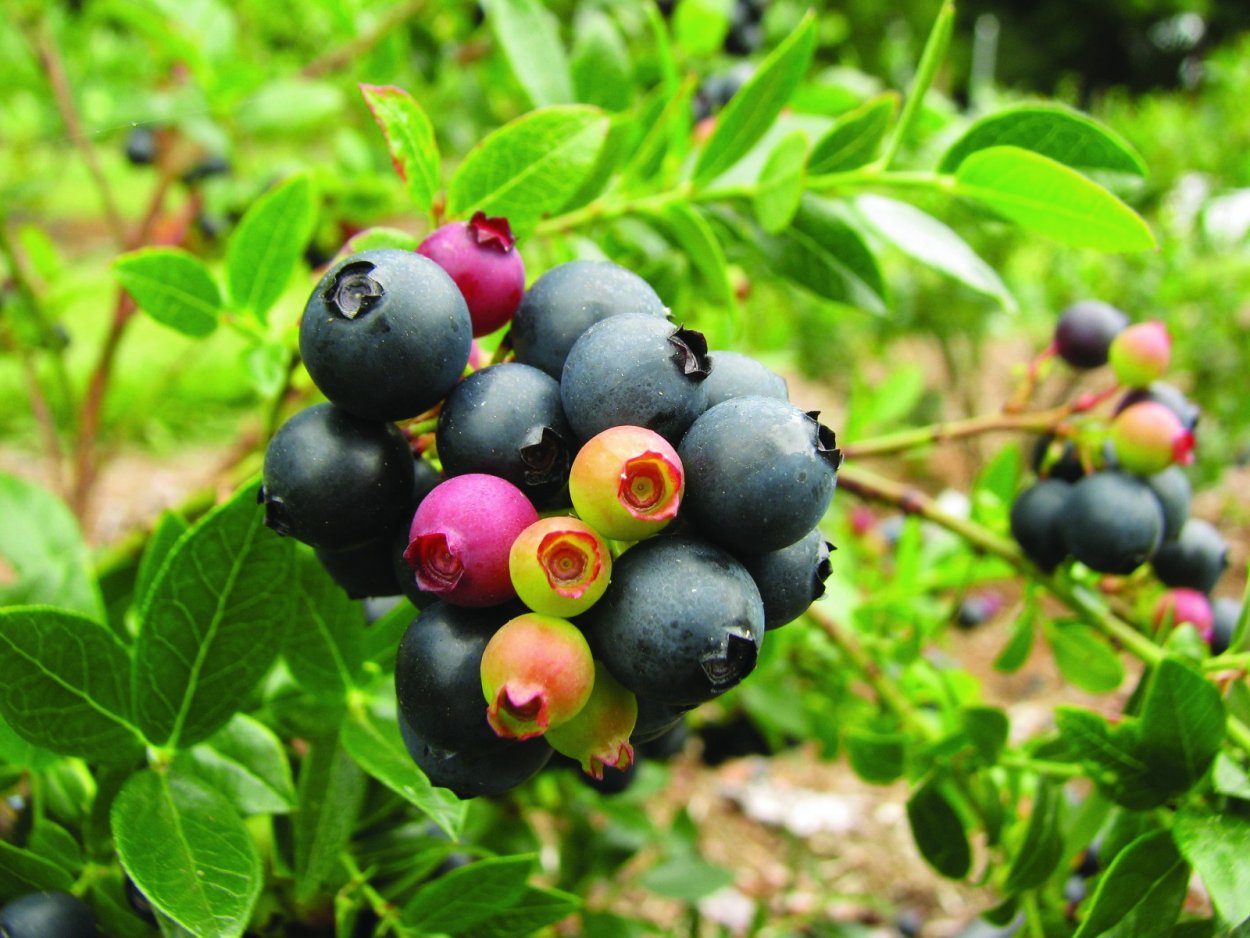 Кустарники со съедобными ягодами