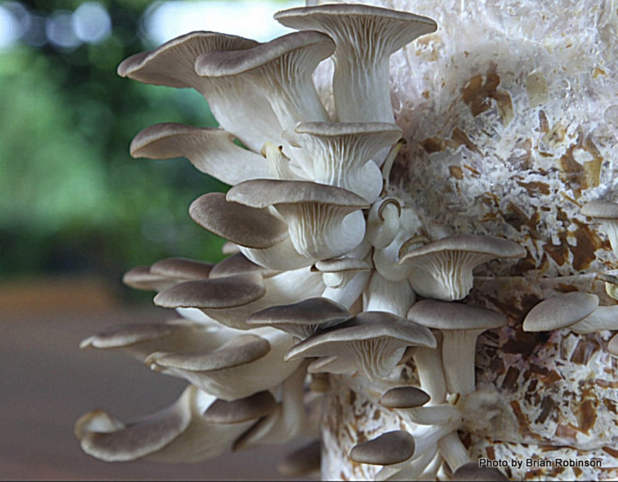 Lyophyllum tylicolor