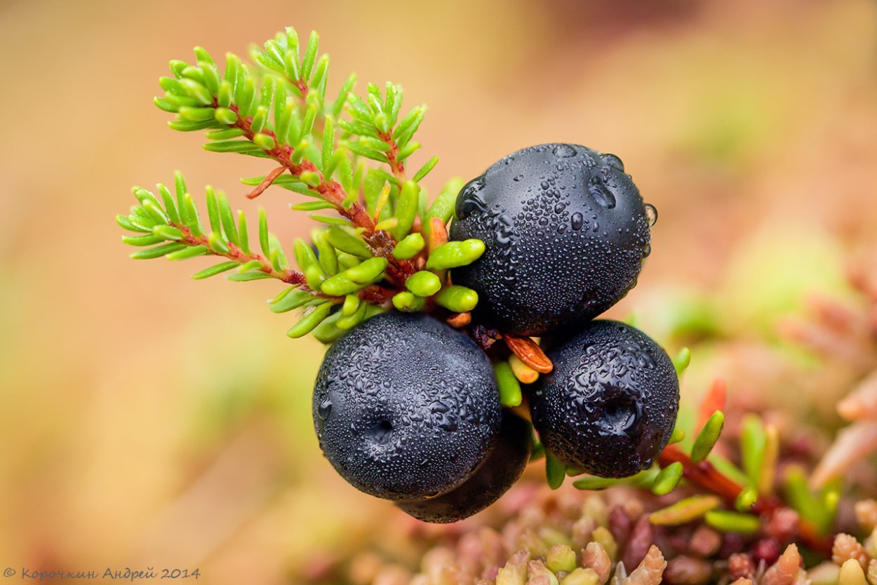 Водяника шикша
