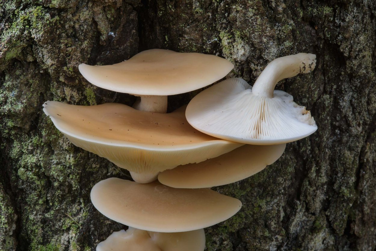 Лиофиллум (Гипсизигус) ильмовый